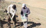 جنگل‌کاری در ۱۰۰هکتار از عرصه‌های طبیعی شهرستان کهگیلویه انجام شد